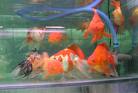 picture of tank of goldfish