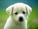 picture of young dog